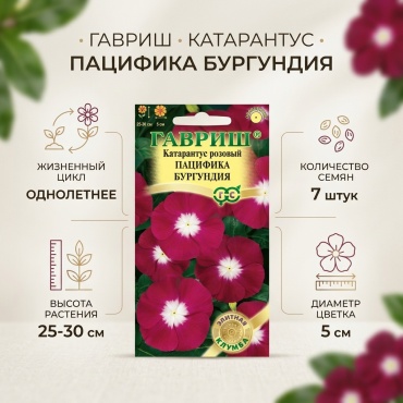 Гавриш катарантус Пацифика Бургундия