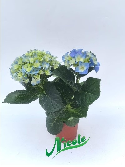 Nicole гортензия EARLY BLUE