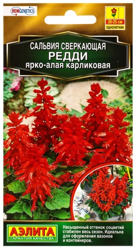 Аэлита сальвия Редди ярко-алая карликовая