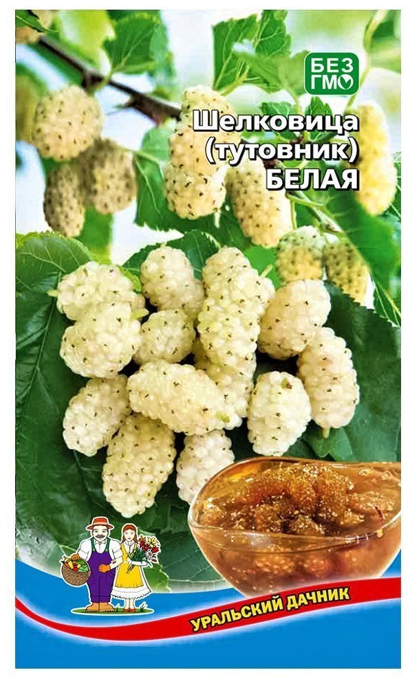 Уральский дачник шелковица Белая (тутовник)