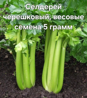 Сельдерей Черешковый, весовые семена 5 грамм