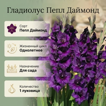 Гладиолус гладиолус пепл даймонд