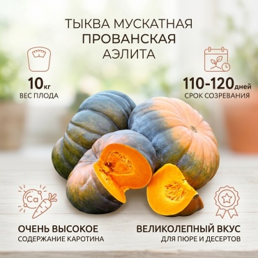 Аэлита тыква Мускатная Прованская
