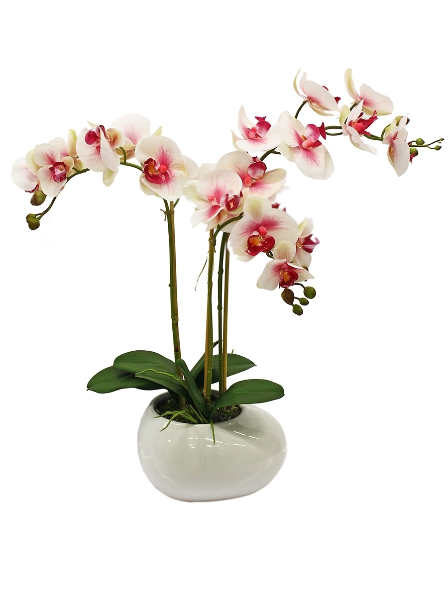 Цветок Орхидеи В Коробочке Купить В Спб