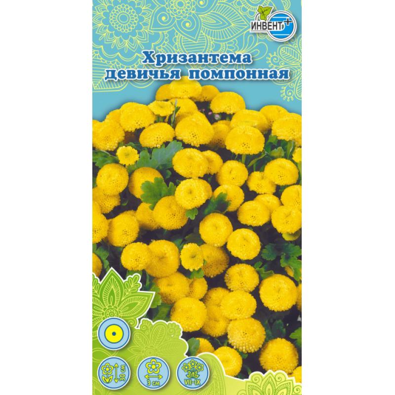 Хризантема Девичья Купить Семена