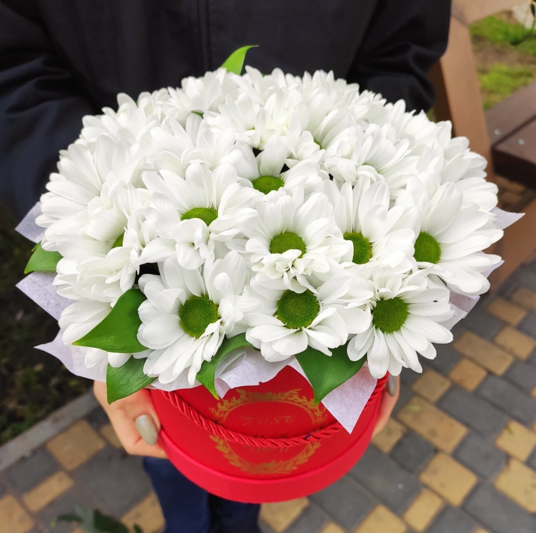 Хризантемы ромашки