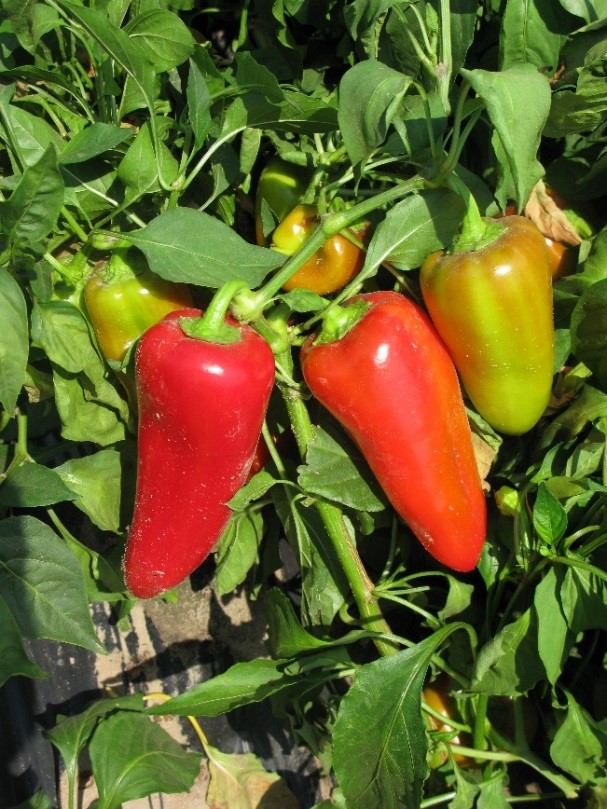 Купить Семена Перца Любовь Ф1