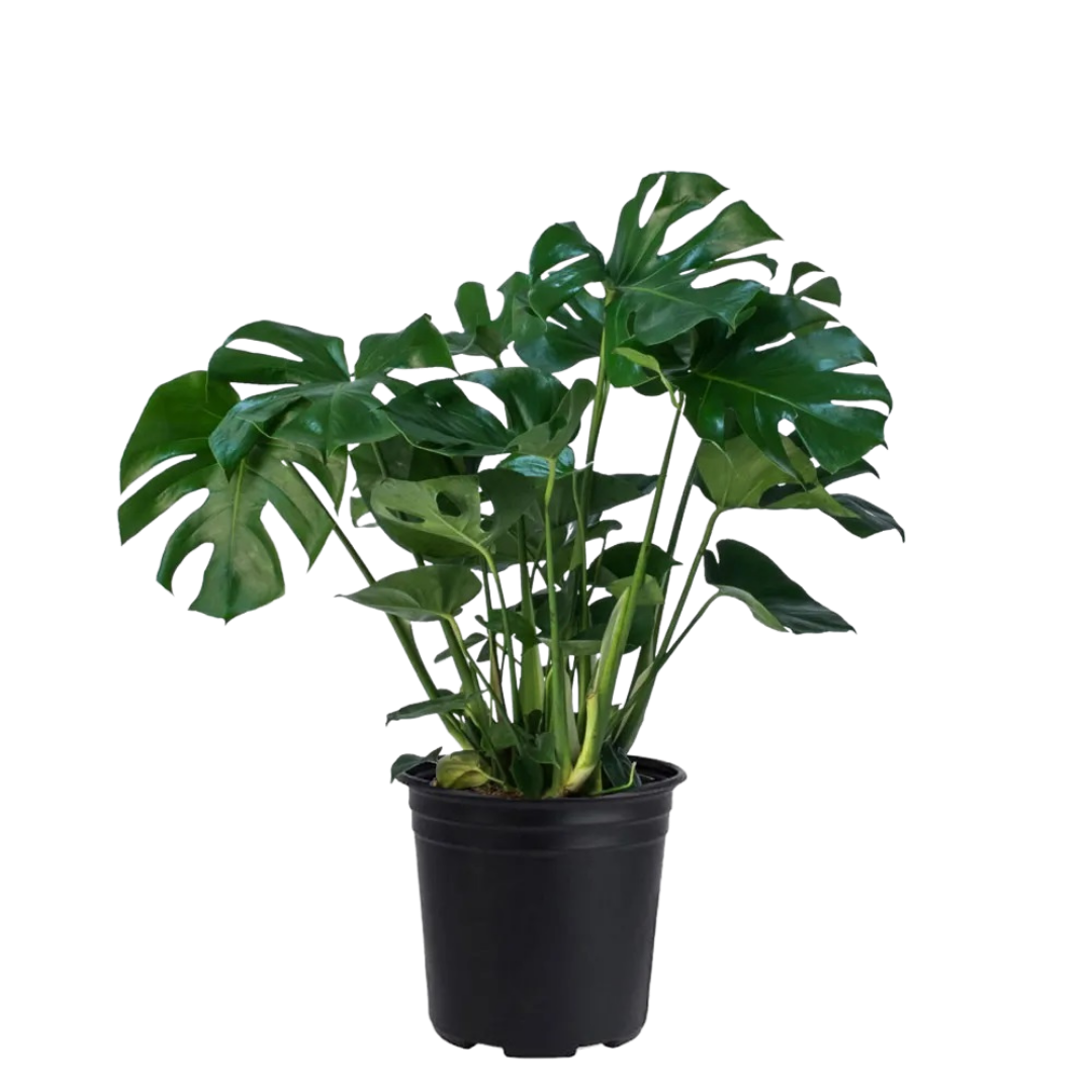 Калатея лансифолия. Монстера деликатесная (monstera deliciosa). Комнатный цветок на м. Комнатный цветок на м. Маранта красножильчатая.